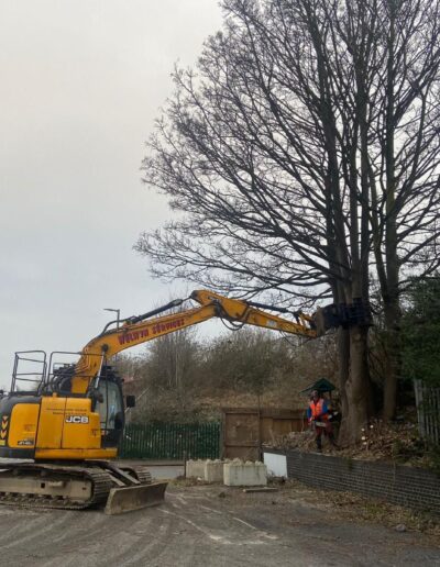 Tree Pollarding background for Everest Tree Services in Hertford & Bedfordshire
