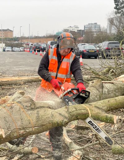 Tree trimming image for Everest Tree Services in Hertford & Bedfordshire