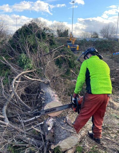 Everest tree cutting