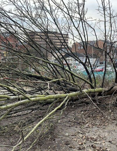 tree cutting company