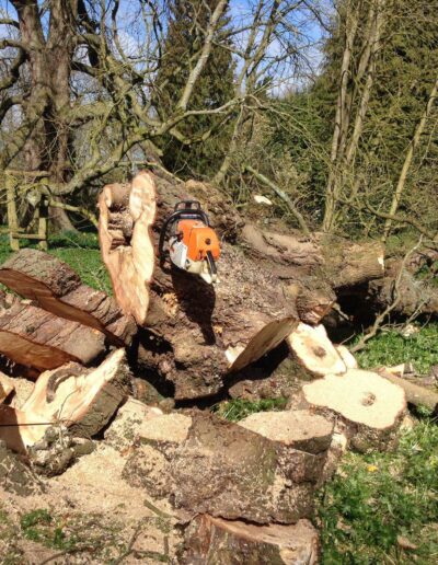 tree cutters