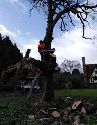 tree surgeons in Berkshire