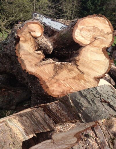 tree surgery services