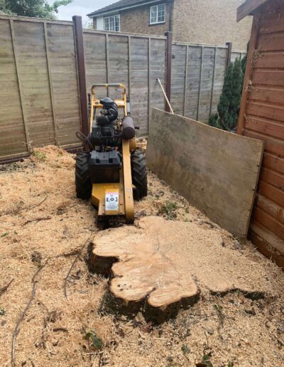 tree surgery