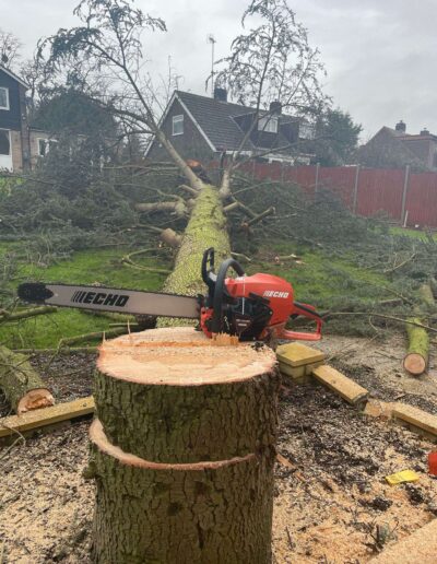 tree cutting company in herts