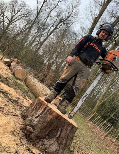 tree surgeons in hertfordshire