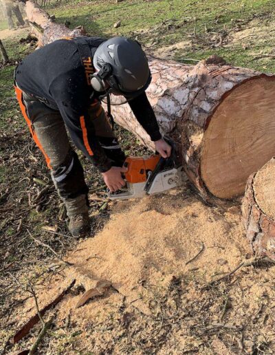 tree cutting in hertfordshire