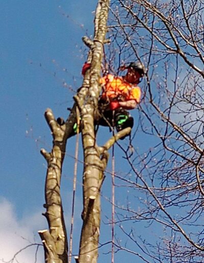 tree surgeon