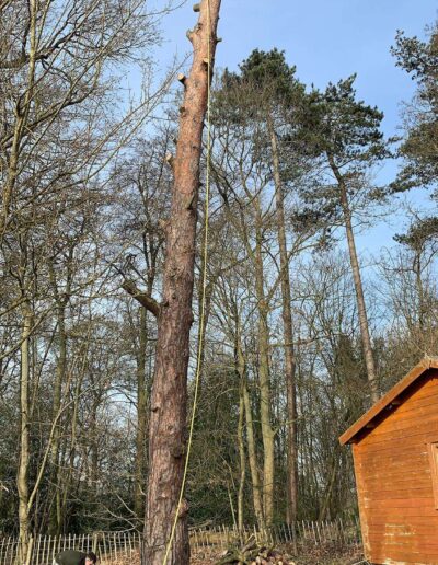 tree removal company