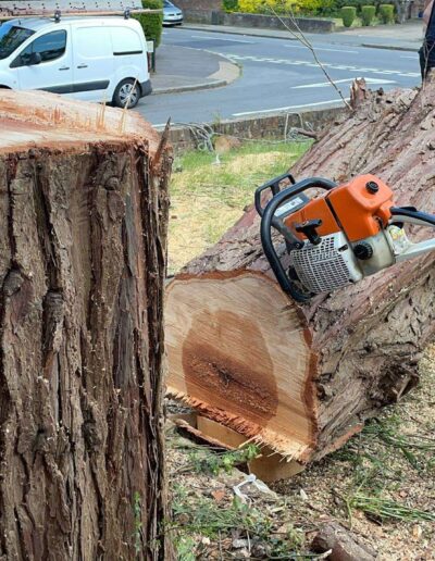 tree cutting