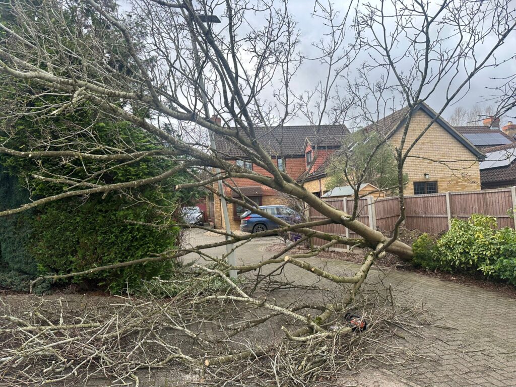 fallen tree in Bedford