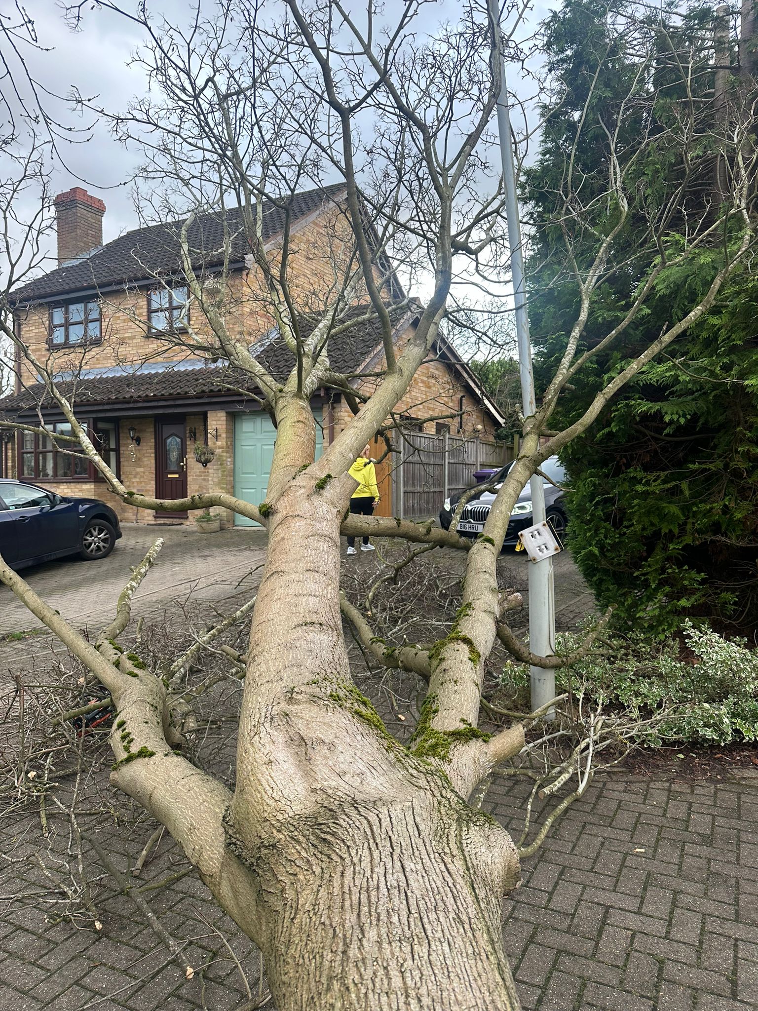 fallen tree work in Bedfordshire