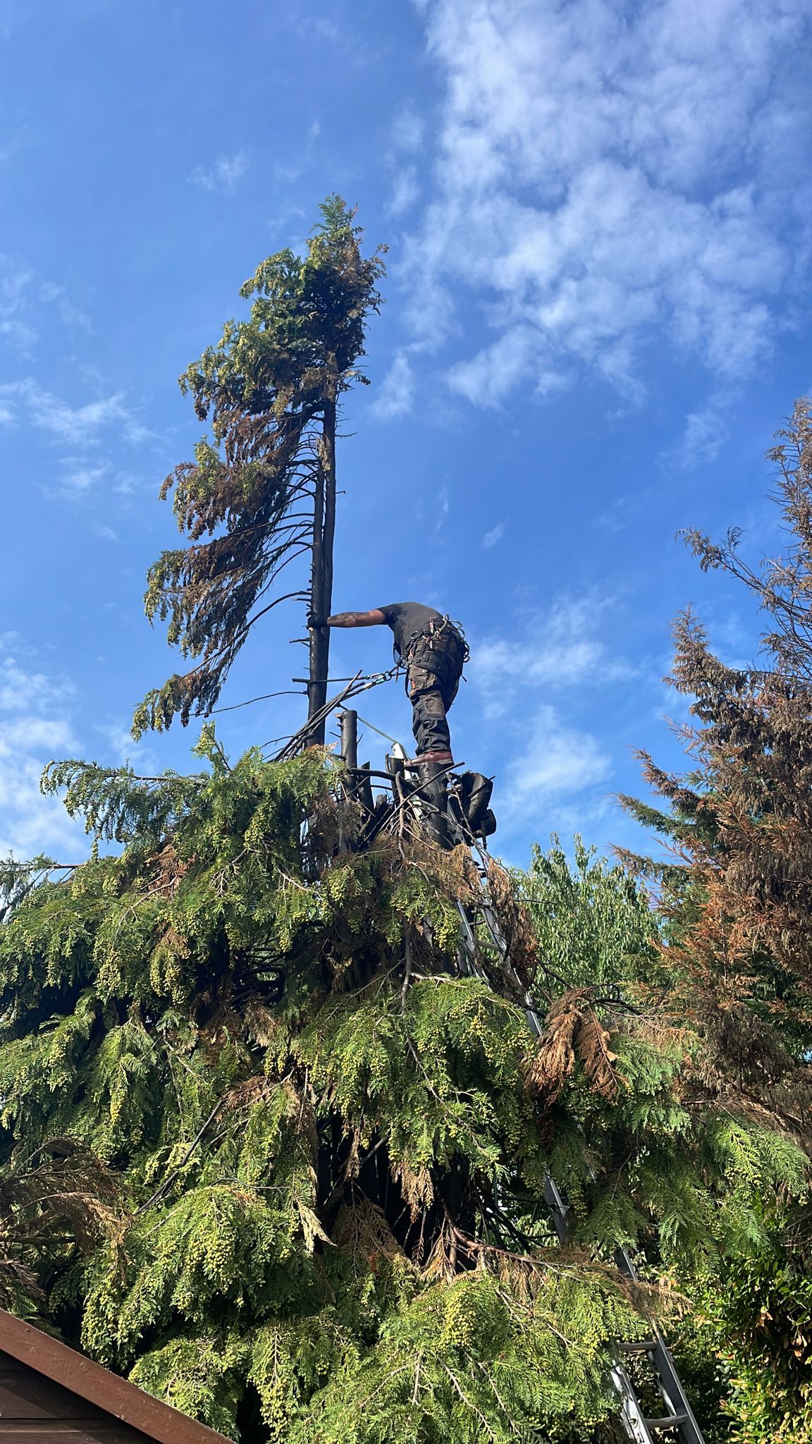 need a tree surgeon