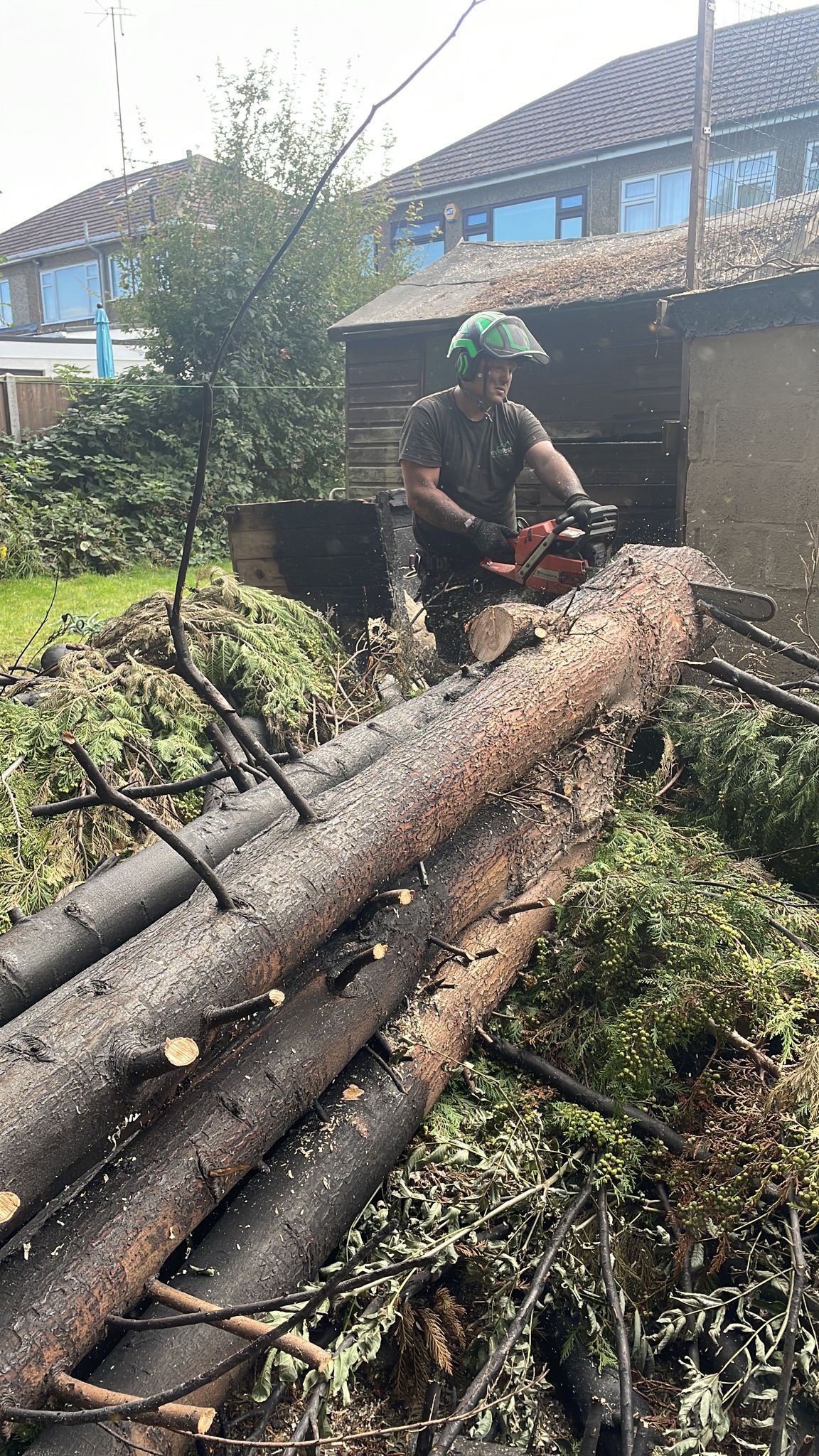 tree removal firm in herts